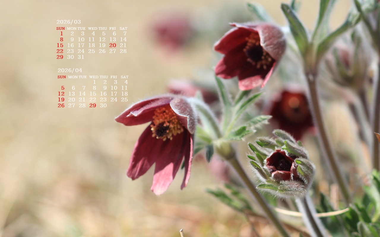 �摜�̏�ŉE�N���b�N���āu�ǎ��ɐݒ�v�A���j���[�ɂȂ��ꍇ�͂�������摜��ۑ����ĉ������B