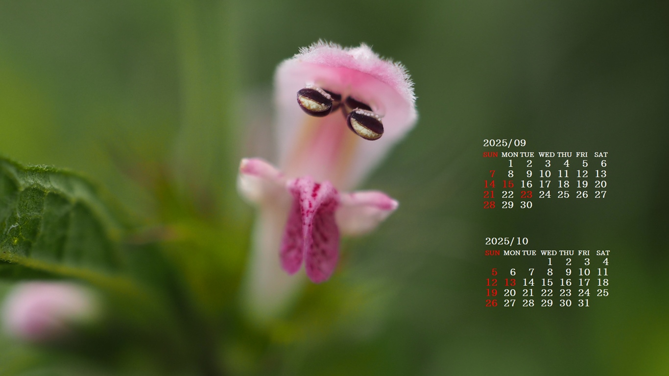 摜̏ŉENbNāuǎɐݒvAj[ɂȂꍇ͂摜ۑĉB
