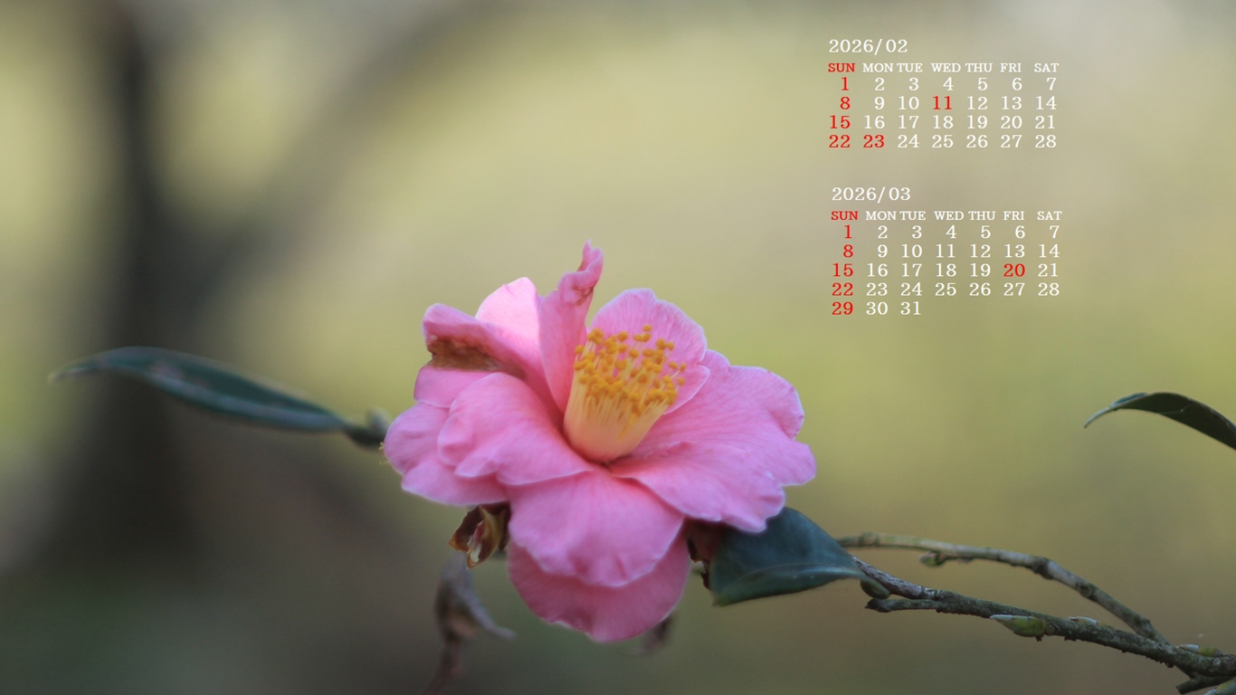 �摜�̏�ŉE�N���b�N���āu�ǎ��ɐݒ�v�A���j���[�ɂȂ��ꍇ�͂�������摜��ۑ����ĉ������B