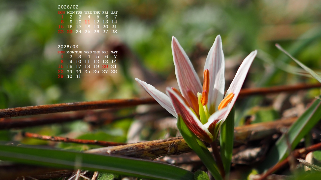 �摜�̏�ŉE�N���b�N���āu�ǎ��ɐݒ�v�A���j���[�ɂȂ��ꍇ�͂�������摜��ۑ����ĉ������B