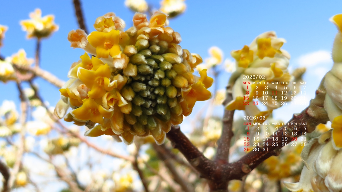 �摜�̏�ŉE�N���b�N���āu�ǎ��ɐݒ�v�A���j���[�ɂȂ��ꍇ�͂�������摜��ۑ����ĉ������B