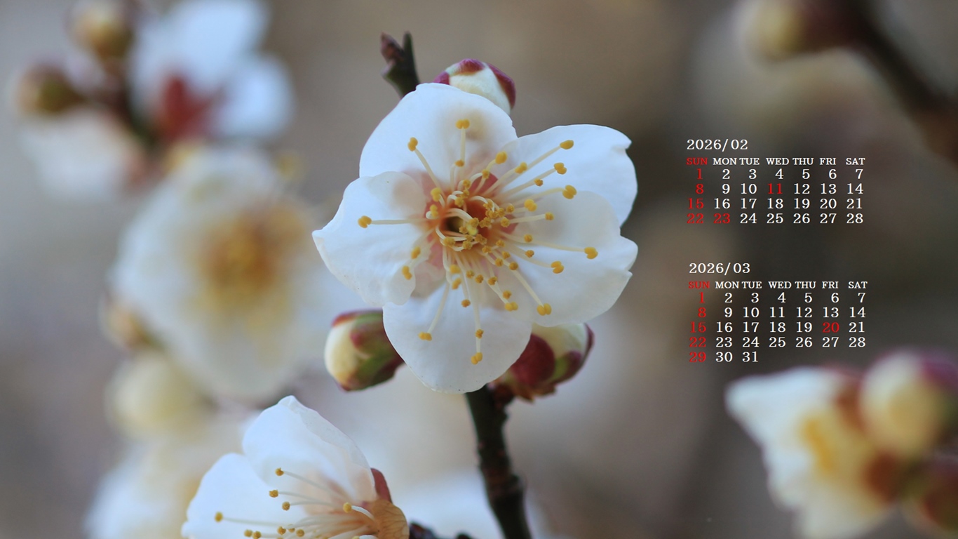 �摜�̏�ŉE�N���b�N���āu�ǎ��ɐݒ�v�A���j���[�ɂȂ��ꍇ�͂�������摜��ۑ����ĉ������B