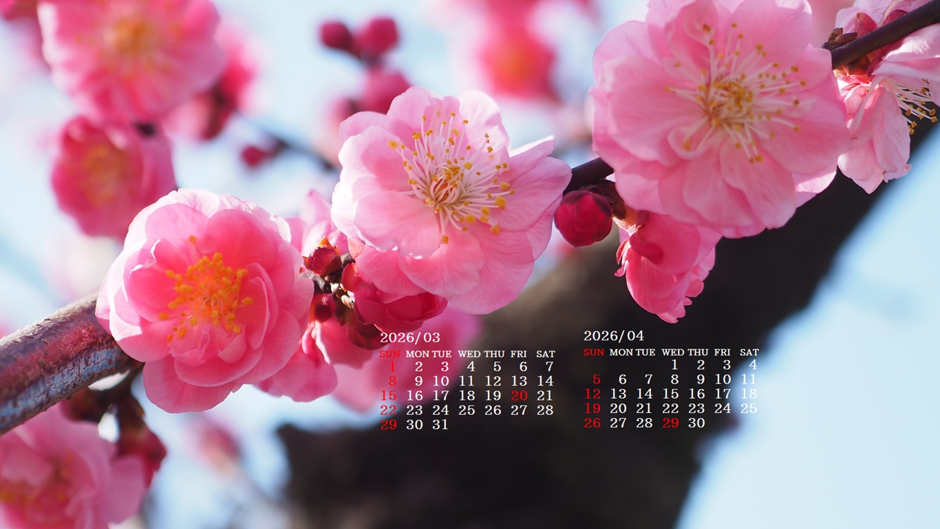 �摜�̏�ŉE�N���b�N���āu�ǎ��ɐݒ�v�A���j���[�ɂȂ��ꍇ�͂�������摜��ۑ����ĉ������B