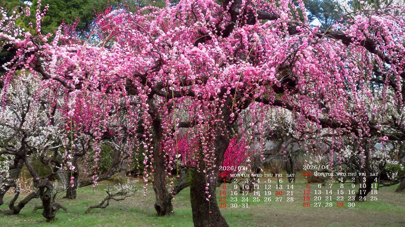 �摜�̏�ŉE�N���b�N���āu�ǎ��ɐݒ�v�A���j���[�ɂȂ��ꍇ�͂�������摜��ۑ����ĉ������B