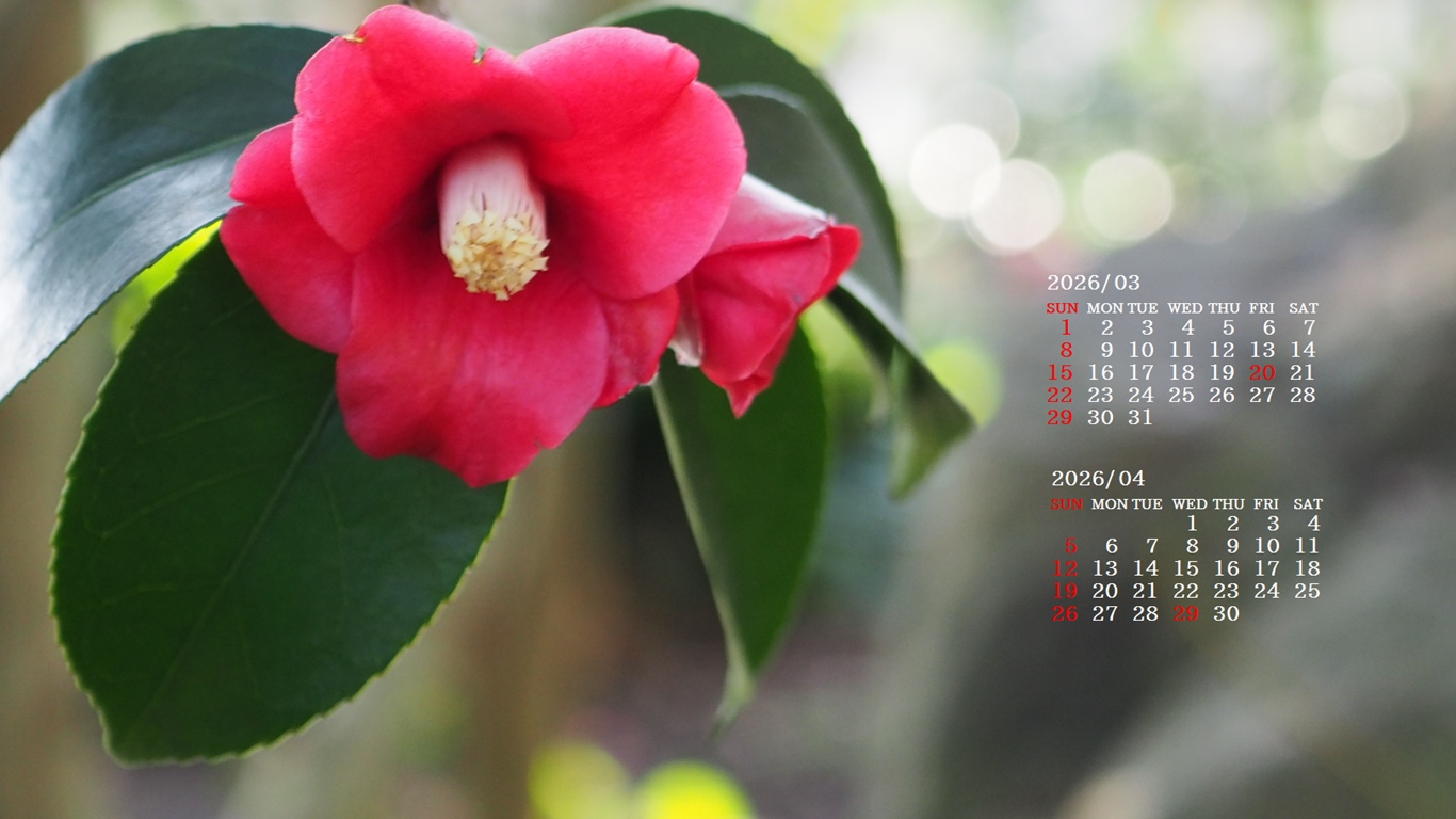 �摜�̏�ŉE�N���b�N���āu�ǎ��ɐݒ�v�A���j���[�ɂȂ��ꍇ�͂�������摜��ۑ����ĉ������B