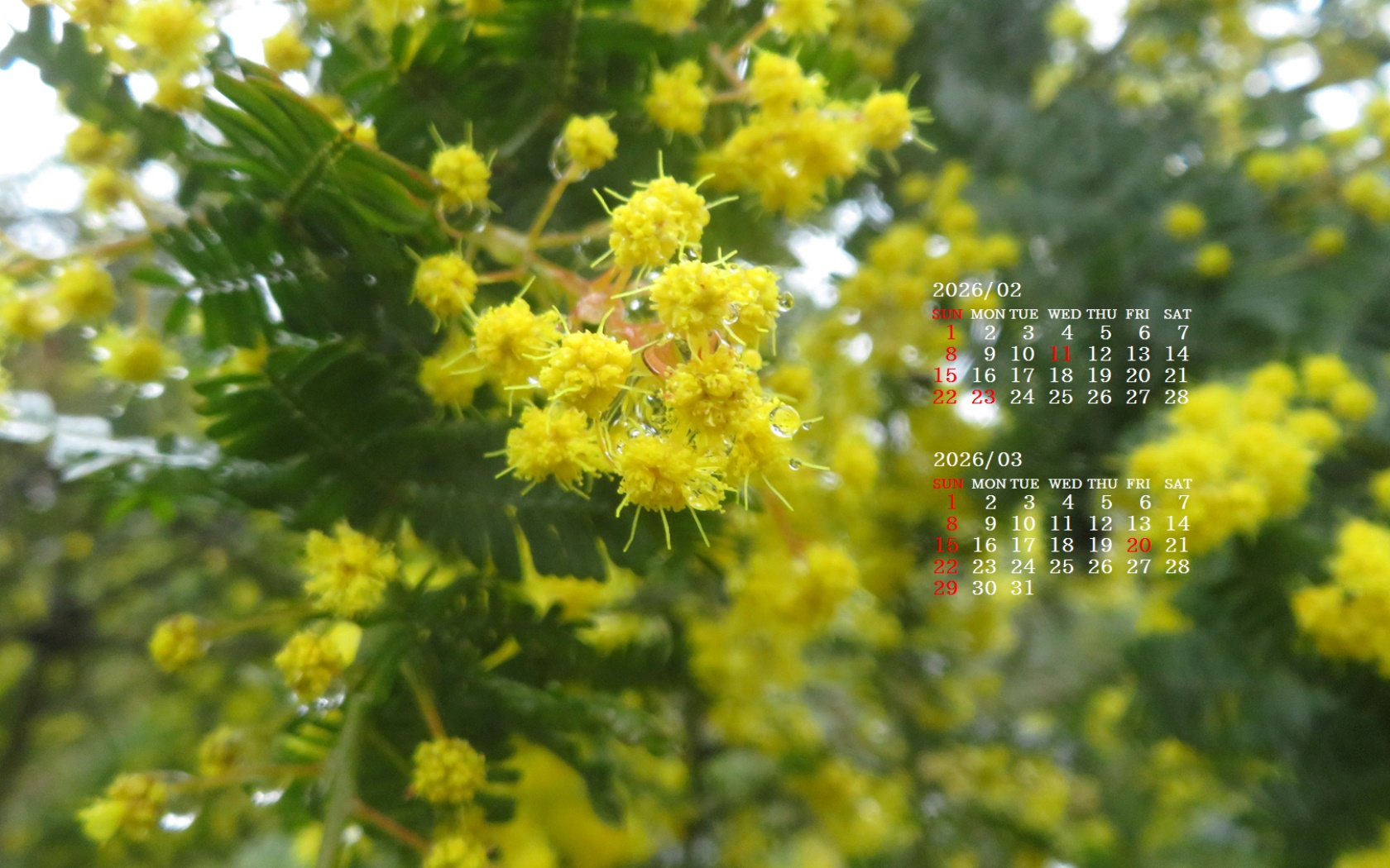 �摜�̏�ŉE�N���b�N���āu�ǎ��ɐݒ�v�A���j���[�ɂȂ��ꍇ�͂�������摜��ۑ����ĉ������B