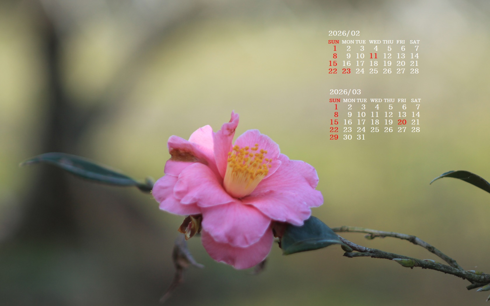 �摜�̏�ŉE�N���b�N���āu�ǎ��ɐݒ�v�A���j���[�ɂȂ��ꍇ�͂�������摜��ۑ����ĉ������B