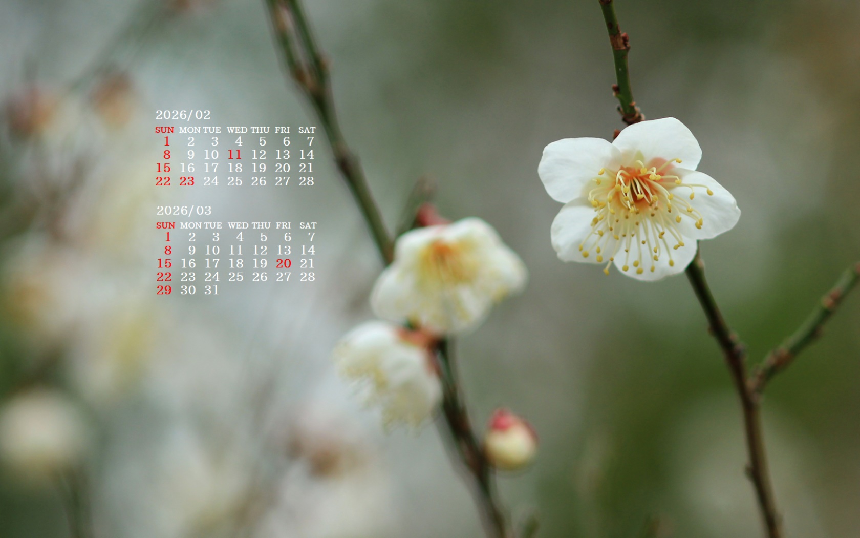 �摜�̏�ŉE�N���b�N���āu�ǎ��ɐݒ�v�A���j���[�ɂȂ��ꍇ�͂�������摜��ۑ����ĉ������B