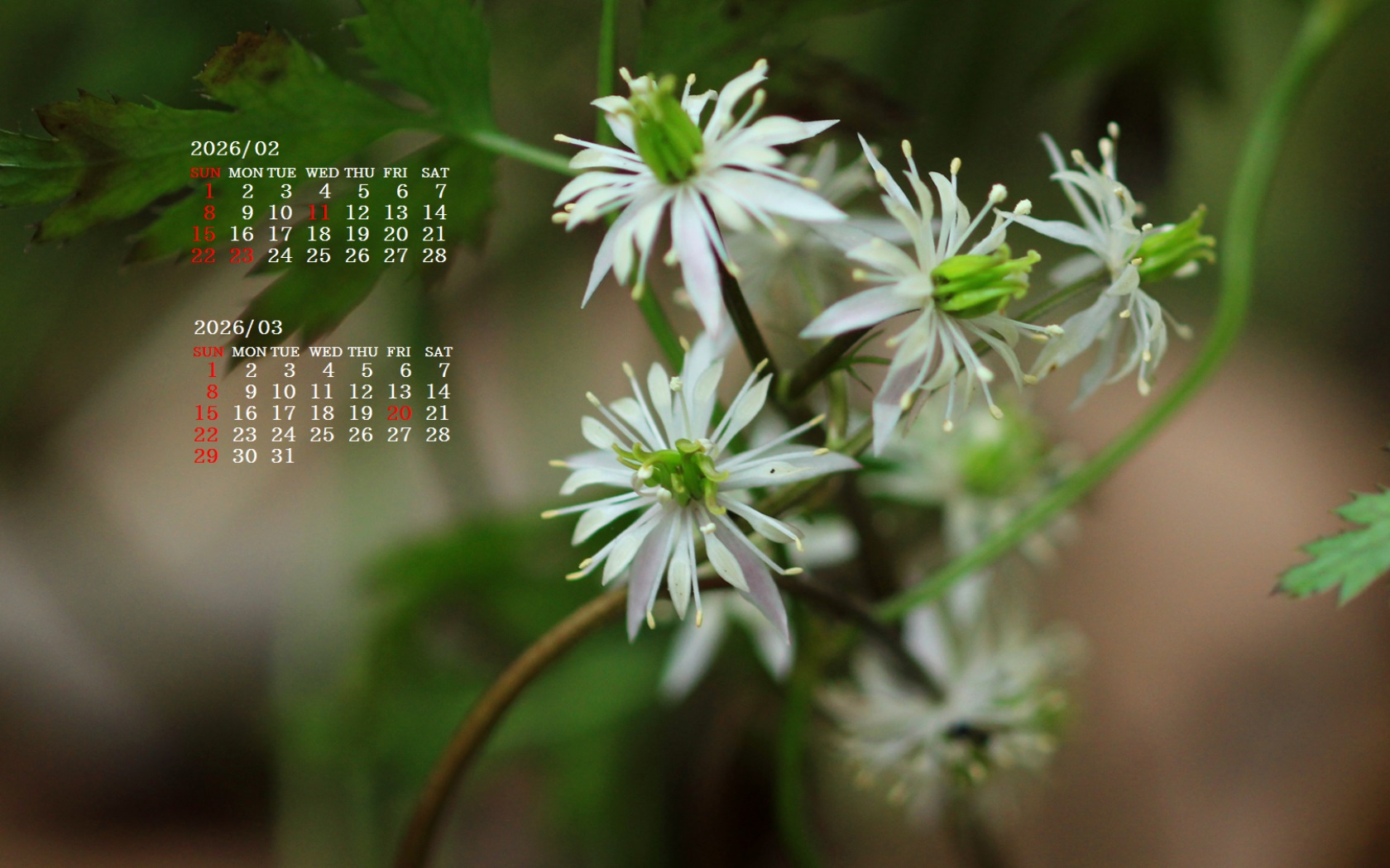 �摜�̏�ŉE�N���b�N���āu�ǎ��ɐݒ�v�A���j���[�ɂȂ��ꍇ�͂�������摜��ۑ����ĉ������B