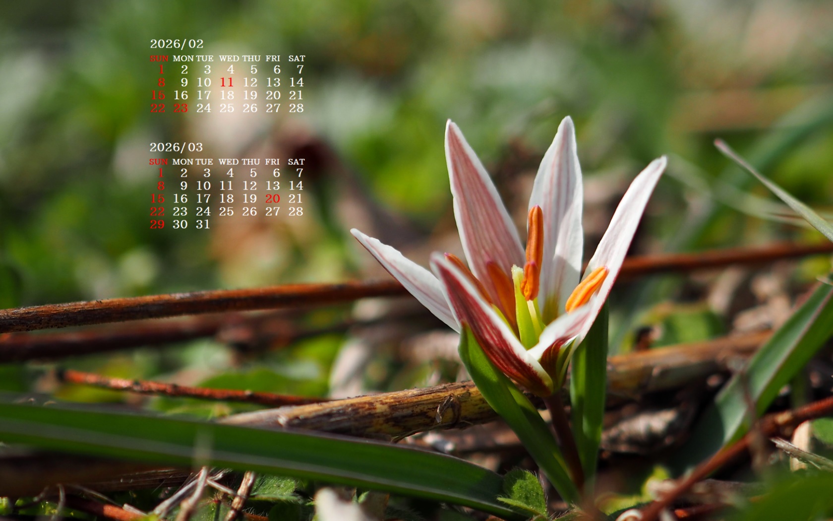 �摜�̏�ŉE�N���b�N���āu�ǎ��ɐݒ�v�A���j���[�ɂȂ��ꍇ�͂�������摜��ۑ����ĉ������B