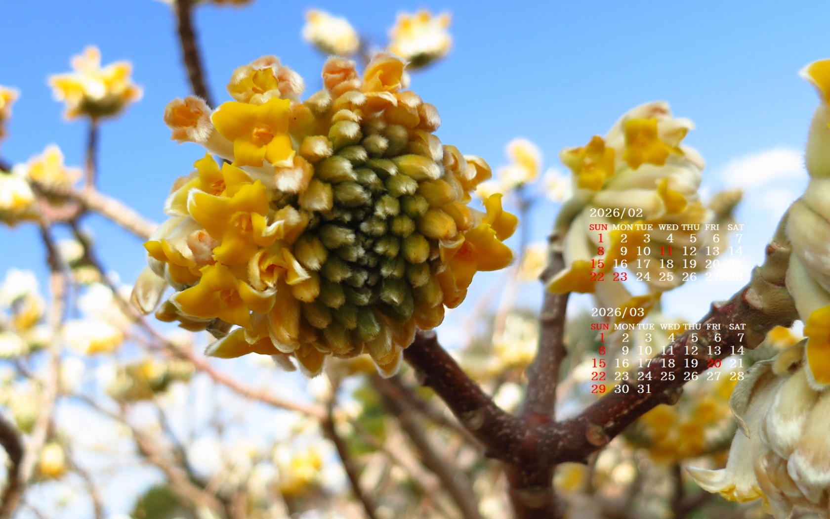 �摜�̏�ŉE�N���b�N���āu�ǎ��ɐݒ�v�A���j���[�ɂȂ��ꍇ�͂�������摜��ۑ����ĉ������B