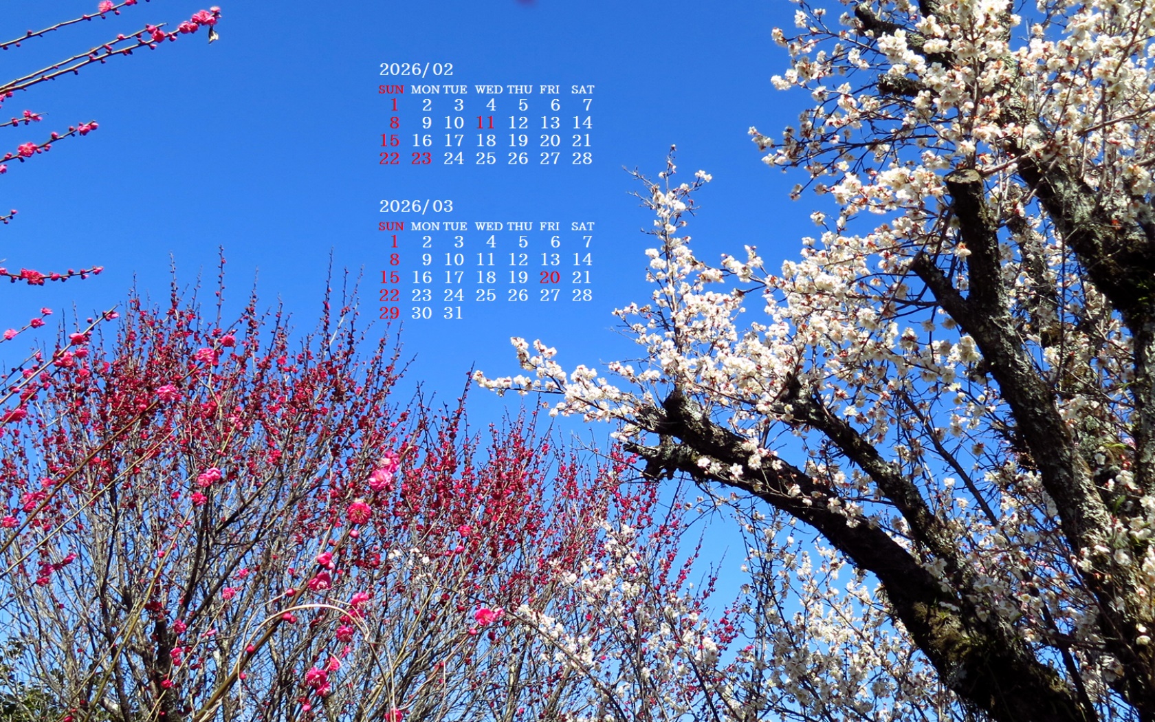 �摜�̏�ŉE�N���b�N���āu�ǎ��ɐݒ�v�A���j���[�ɂȂ��ꍇ�͂�������摜��ۑ����ĉ������B