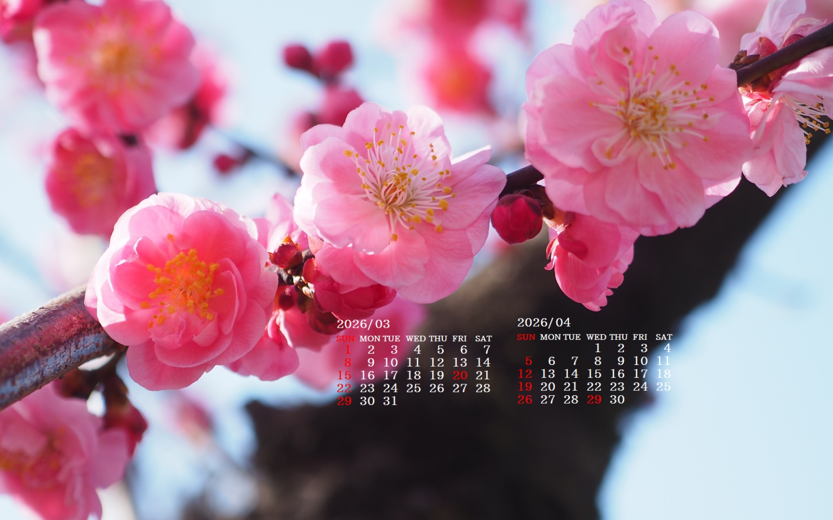 �摜�̏�ŉE�N���b�N���āu�ǎ��ɐݒ�v�A���j���[�ɂȂ��ꍇ�͂�������摜��ۑ����ĉ������B