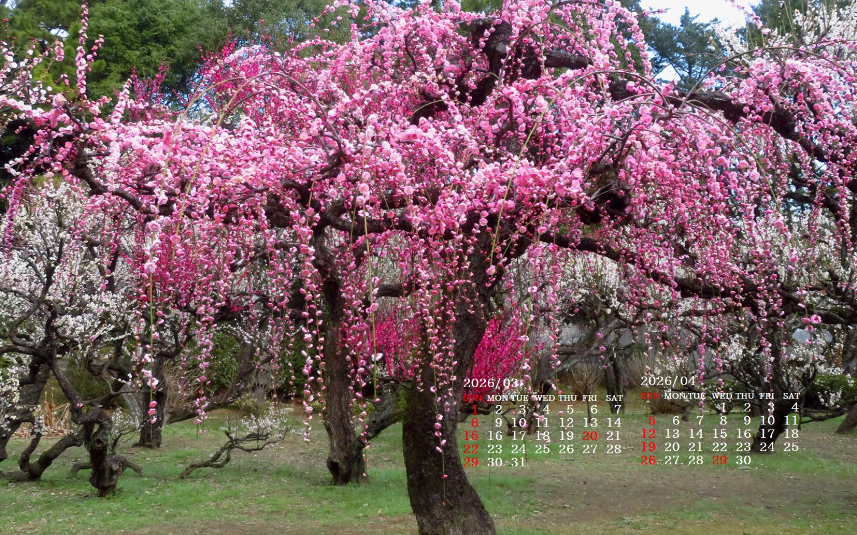 �摜�̏�ŉE�N���b�N���āu�ǎ��ɐݒ�v�A���j���[�ɂȂ��ꍇ�͂�������摜��ۑ����ĉ������B