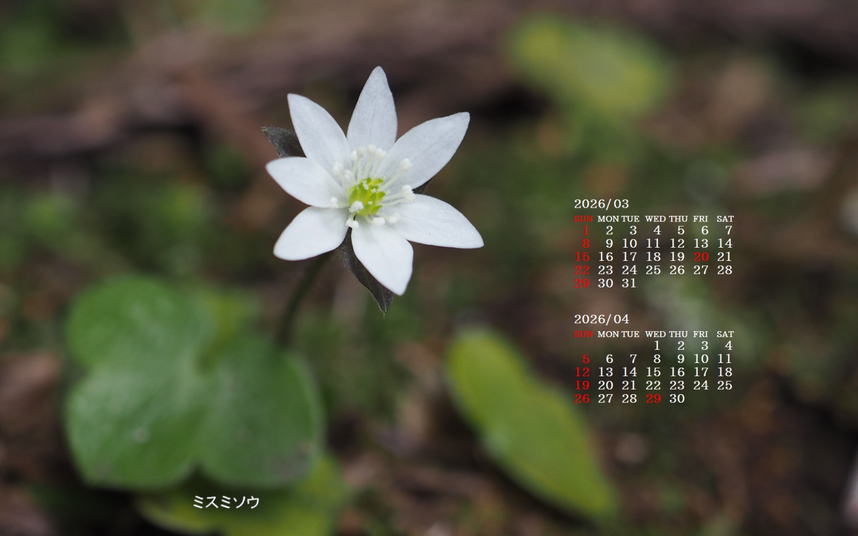 �摜�̏�ŉE�N���b�N���āu�ǎ��ɐݒ�v�A���j���[�ɂȂ��ꍇ�͂�������摜��ۑ����ĉ������B