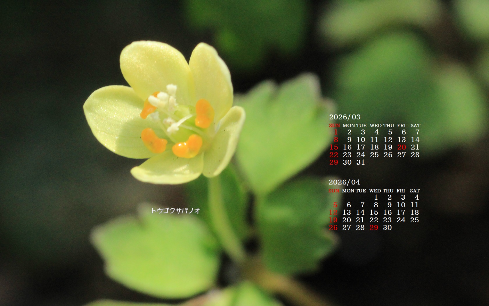 �摜�̏�ŉE�N���b�N���āu�ǎ��ɐݒ�v�A���j���[�ɂȂ��ꍇ�͂�������摜��ۑ����ĉ������B