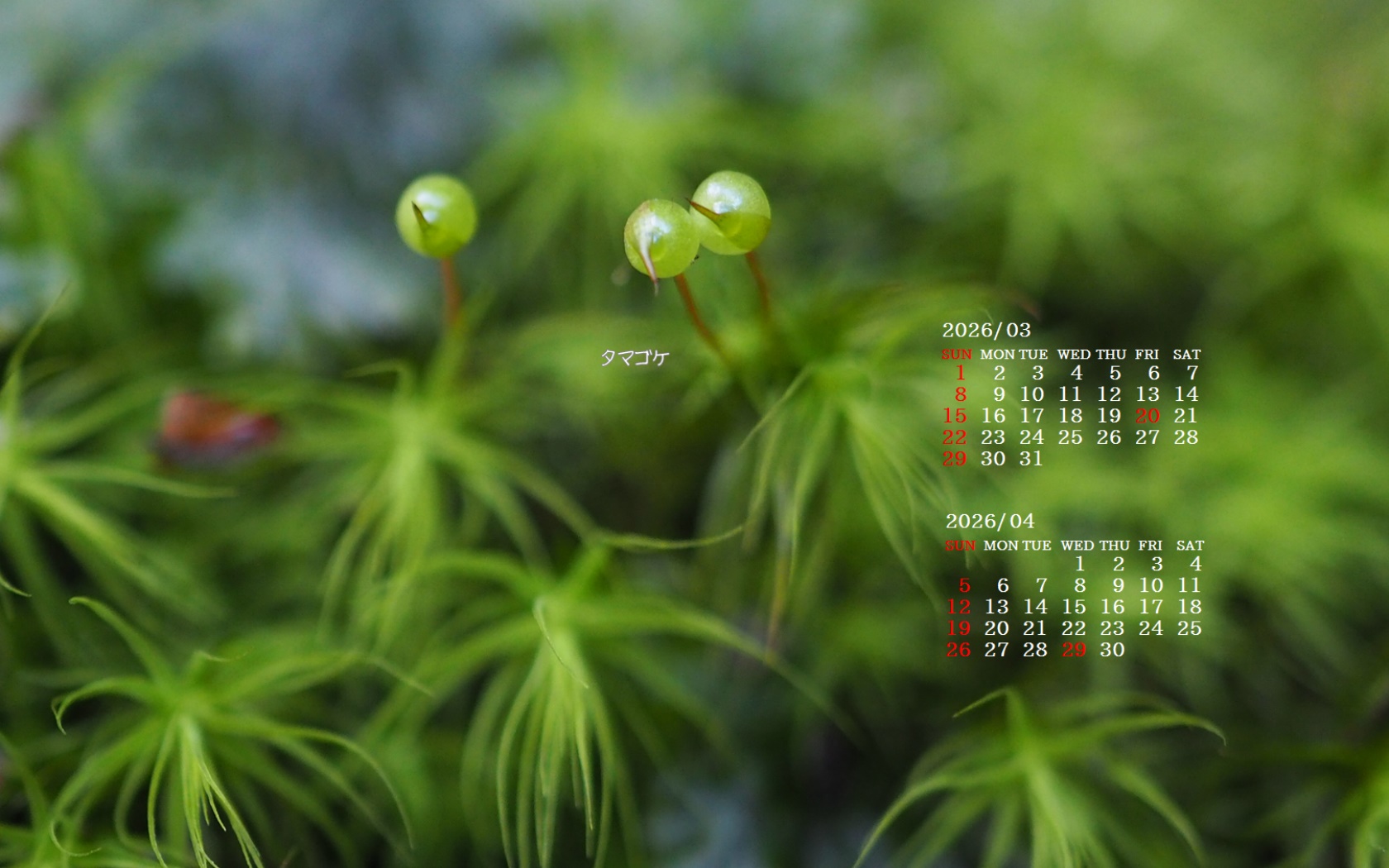 �摜�̏�ŉE�N���b�N���āu�ǎ��ɐݒ�v�A���j���[�ɂȂ��ꍇ�͂�������摜��ۑ����ĉ������B