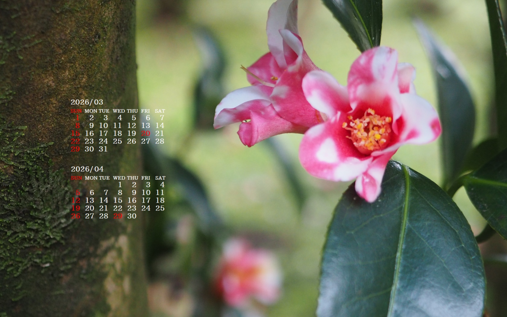 �摜�̏�ŉE�N���b�N���āu�ǎ��ɐݒ�v�A���j���[�ɂȂ��ꍇ�͂�������摜��ۑ����ĉ������B