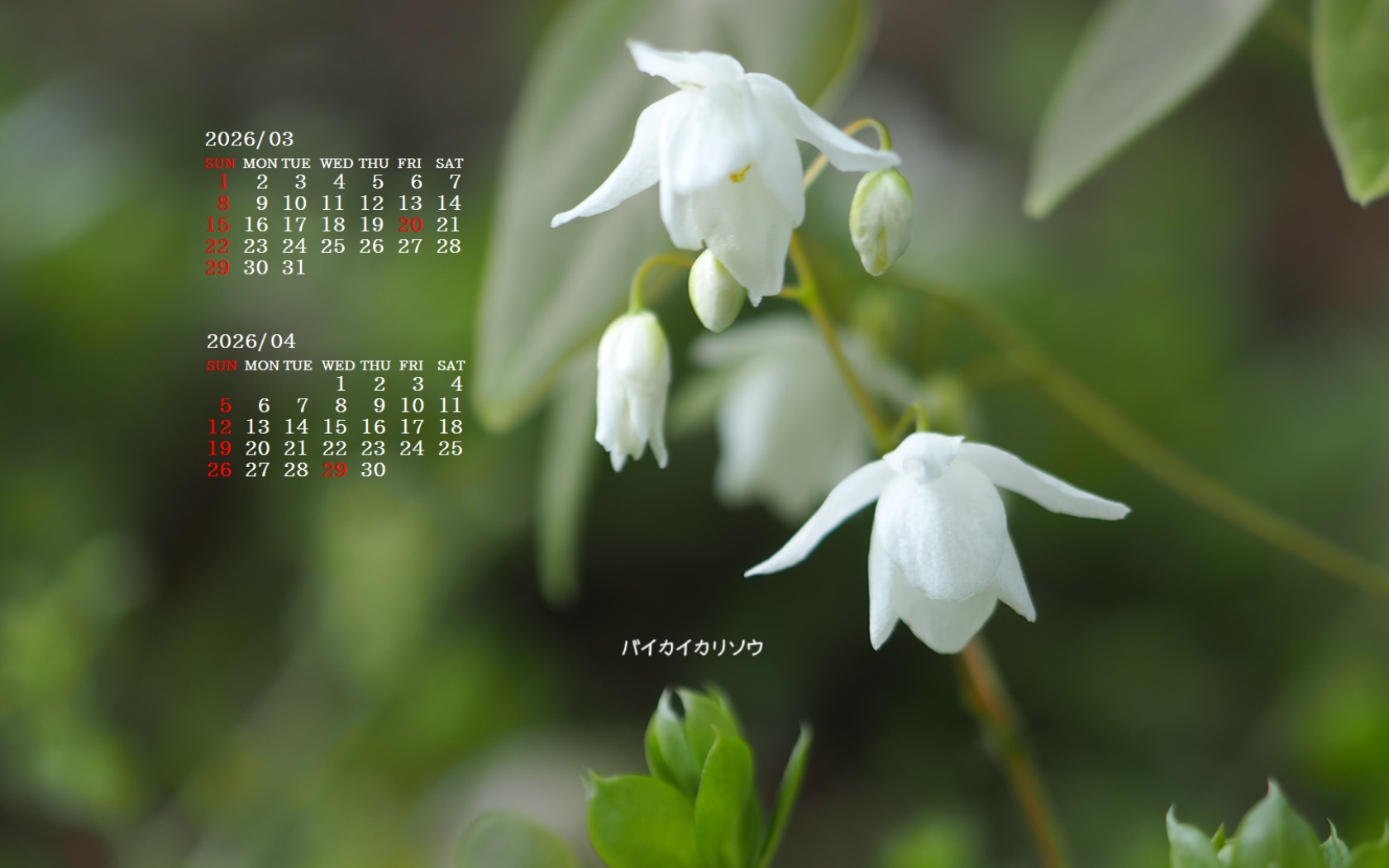 �摜�̏�ŉE�N���b�N���āu�ǎ��ɐݒ�v�A���j���[�ɂȂ��ꍇ�͂�������摜��ۑ����ĉ������B