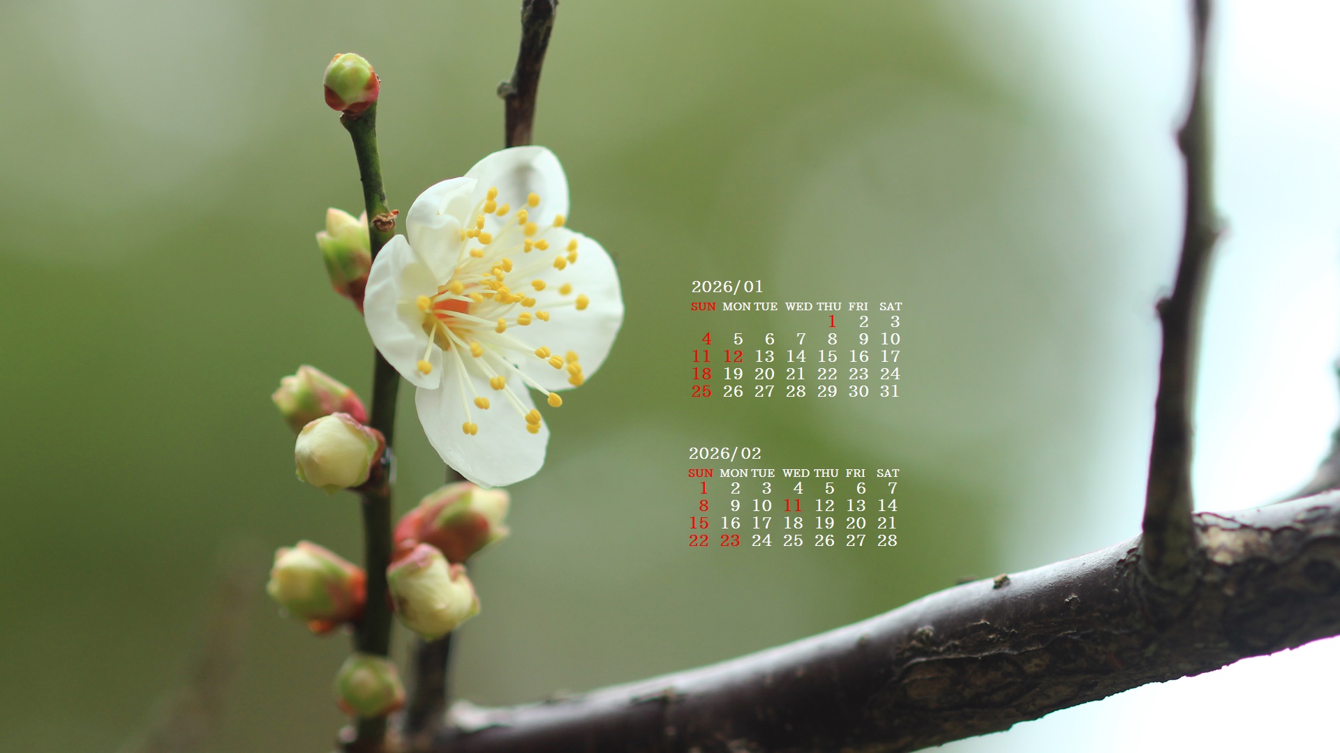 �摜�̏�ŉE�N���b�N���āu�ǎ��ɐݒ�v�A���j���[�ɂȂ��ꍇ�͂�������摜��ۑ����ĉ������B