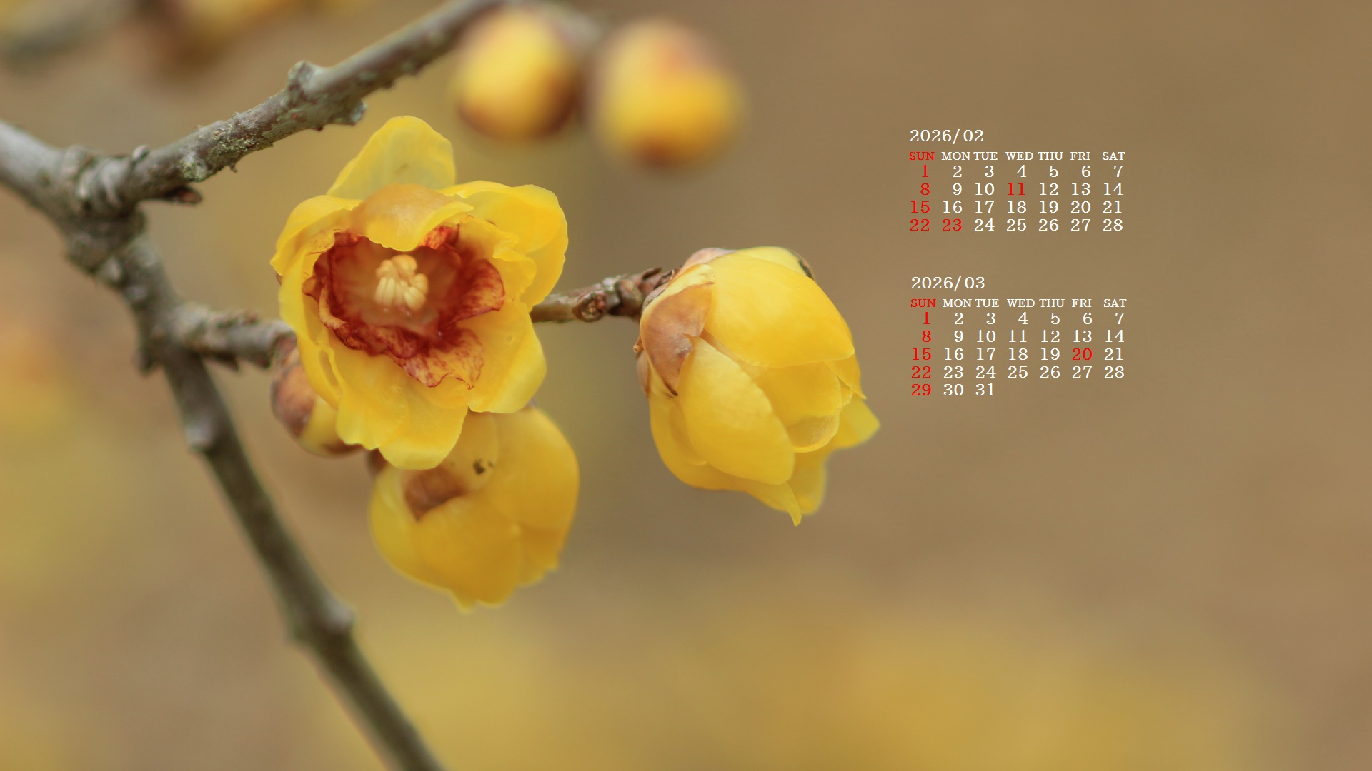 �摜�̏�ŉE�N���b�N���āu�ǎ��ɐݒ�v�A���j���[�ɂȂ��ꍇ�͂�������摜��ۑ����ĉ������B