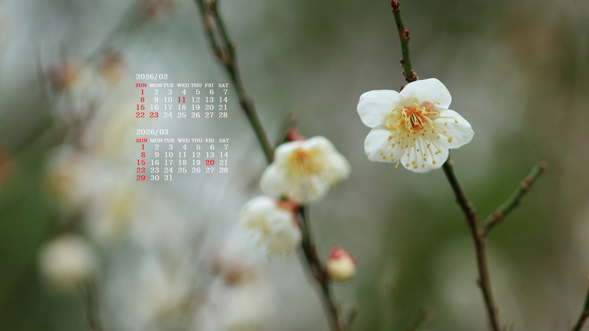 �摜�̏�ŉE�N���b�N���āu�ǎ��ɐݒ�v�A���j���[�ɂȂ��ꍇ�͂�������摜��ۑ����ĉ������B