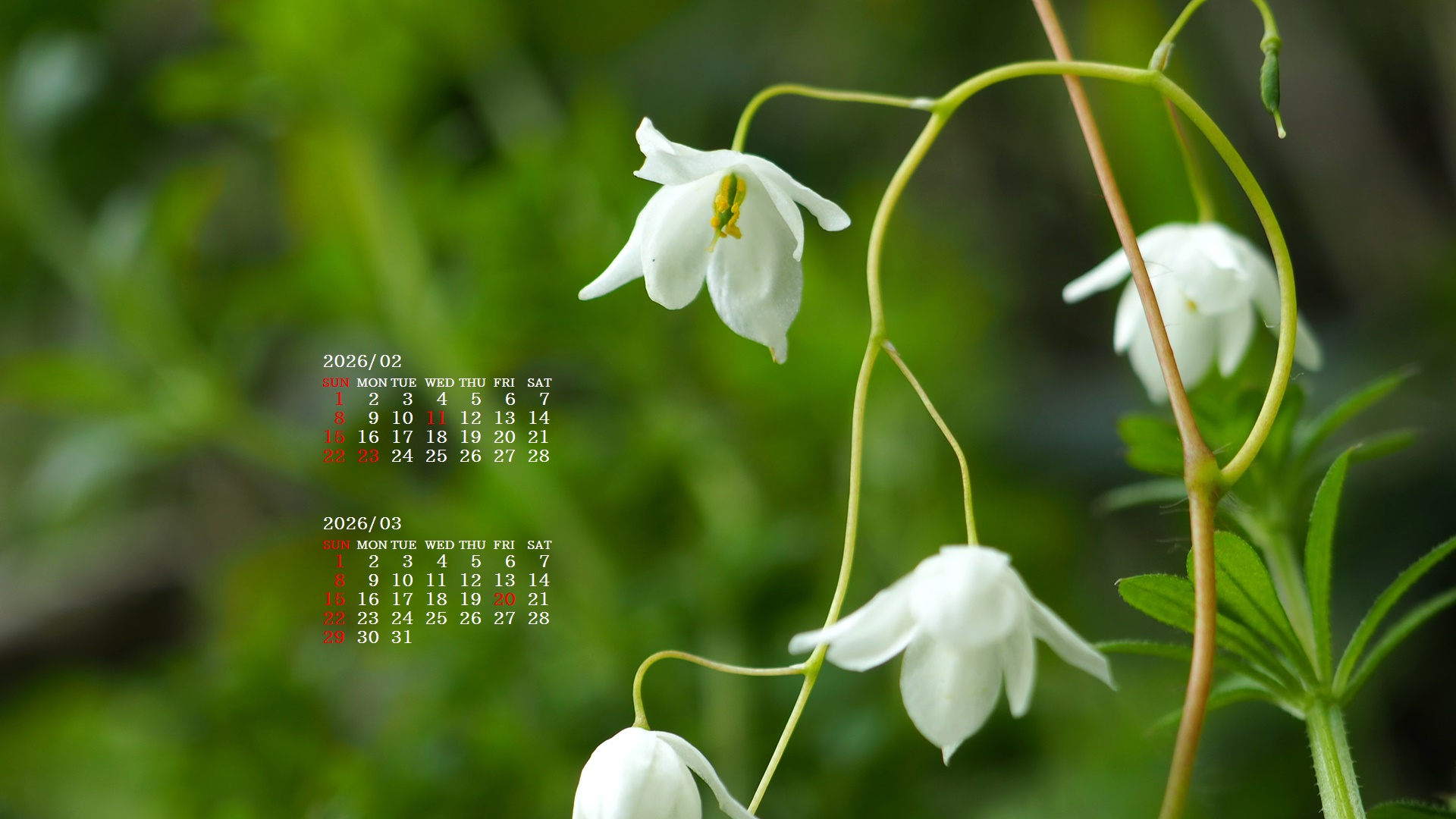 �摜�̏�ŉE�N���b�N���āu�ǎ��ɐݒ�v�A���j���[�ɂȂ��ꍇ�͂�������摜��ۑ����ĉ������B