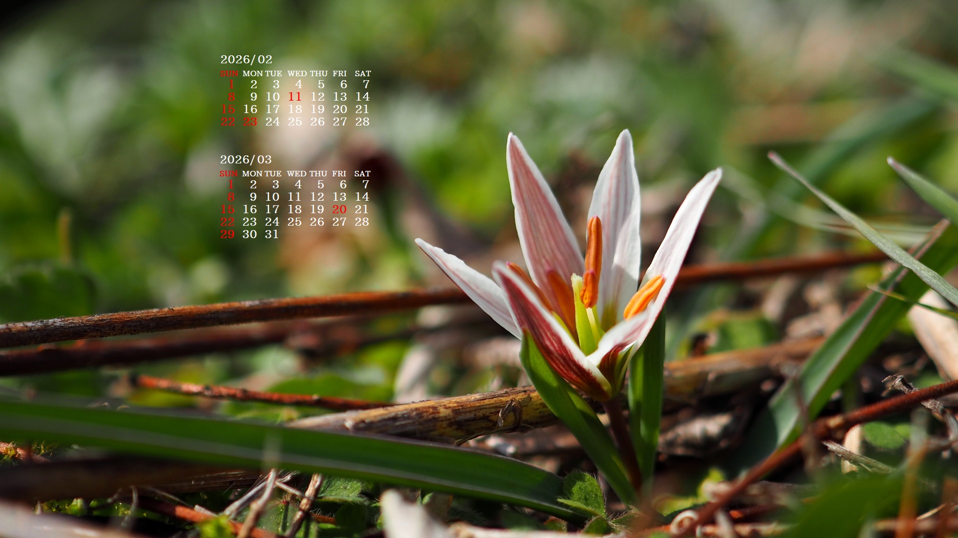 �摜�̏�ŉE�N���b�N���āu�ǎ��ɐݒ�v�A���j���[�ɂȂ��ꍇ�͂�������摜��ۑ����ĉ������B