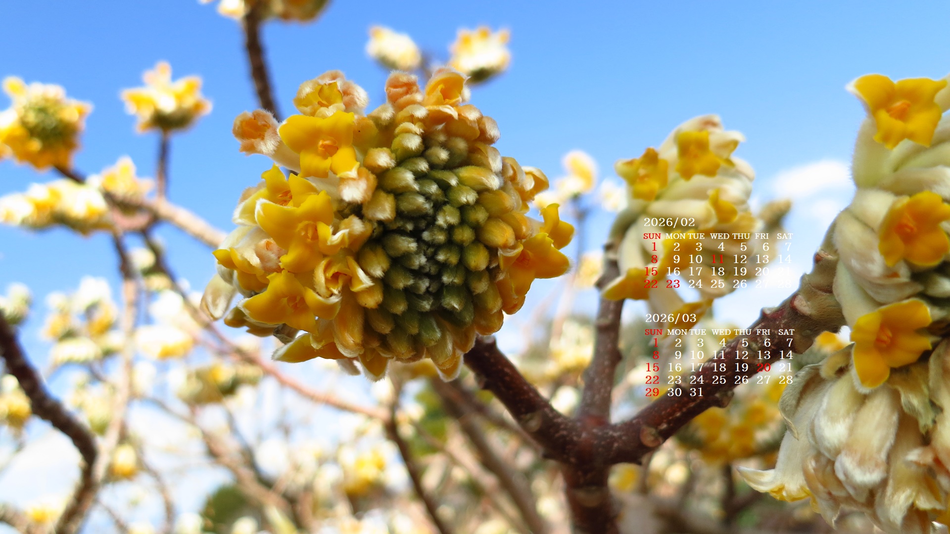 �摜�̏�ŉE�N���b�N���āu�ǎ��ɐݒ�v�A���j���[�ɂȂ��ꍇ�͂�������摜��ۑ����ĉ������B