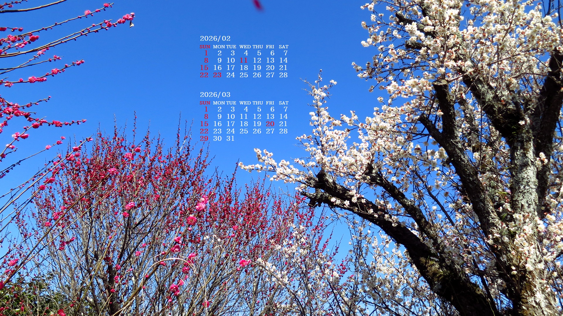 �摜�̏�ŉE�N���b�N���āu�ǎ��ɐݒ�v�A���j���[�ɂȂ��ꍇ�͂�������摜��ۑ����ĉ������B