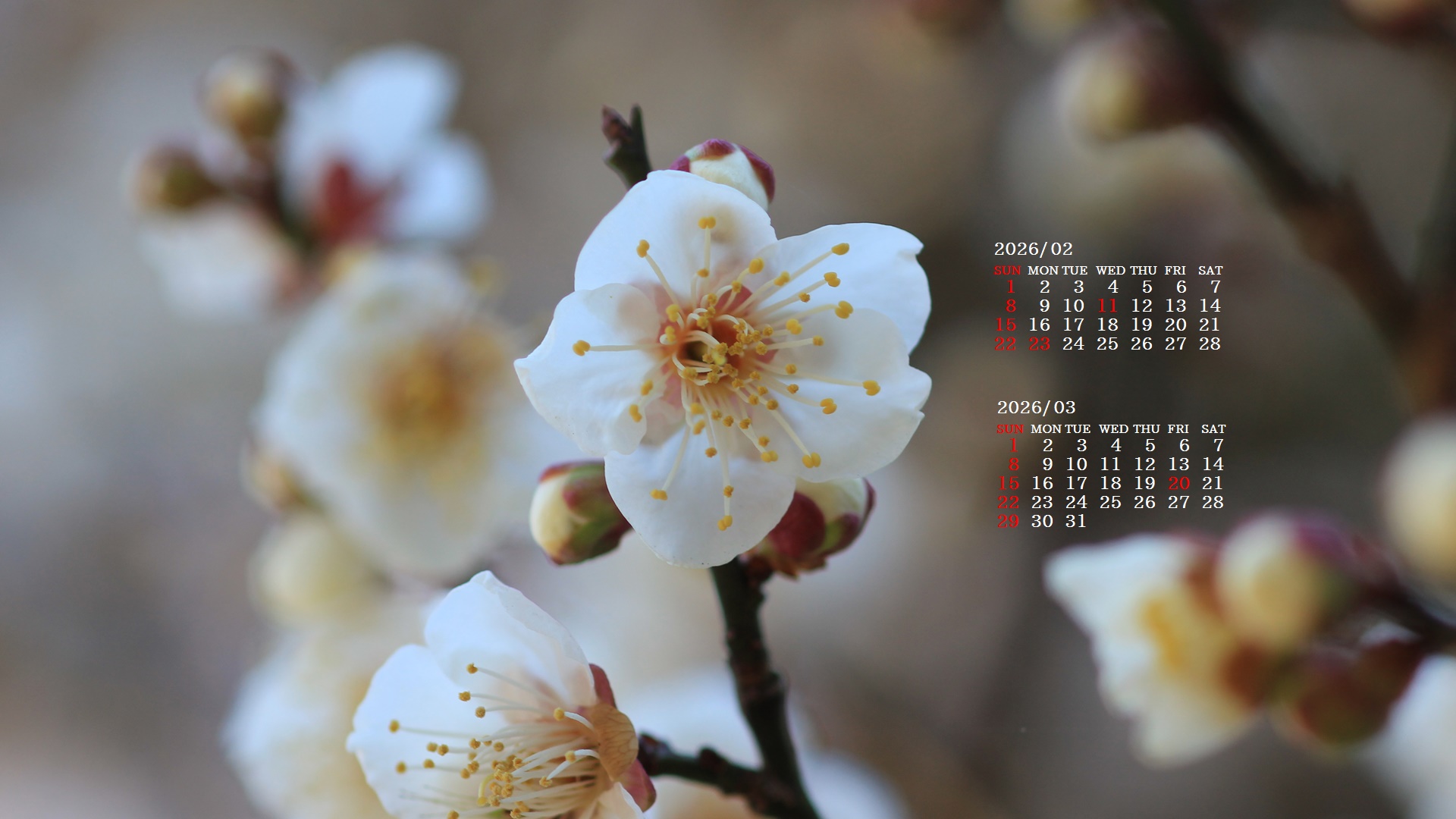 �摜�̏�ŉE�N���b�N���āu�ǎ��ɐݒ�v�A���j���[�ɂȂ��ꍇ�͂�������摜��ۑ����ĉ������B