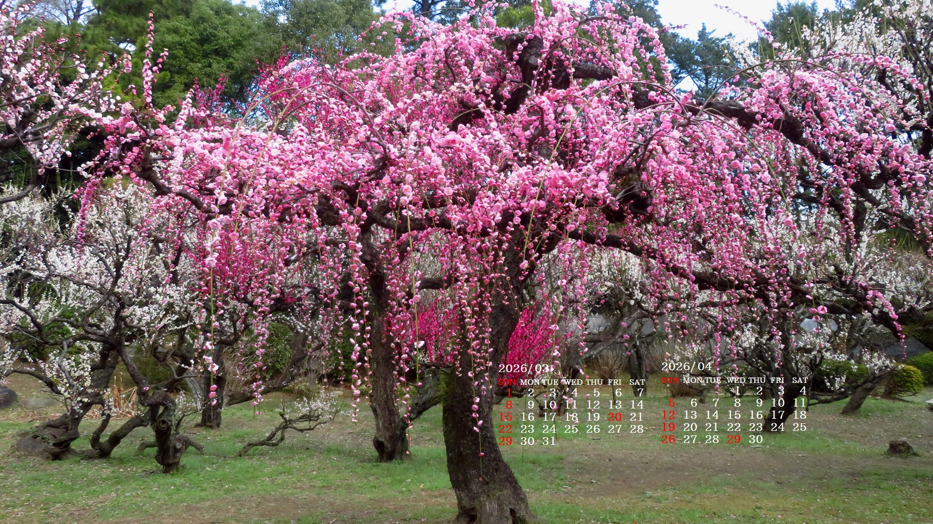 �摜�̏�ŉE�N���b�N���āu�ǎ��ɐݒ�v�A���j���[�ɂȂ��ꍇ�͂�������摜��ۑ����ĉ������B