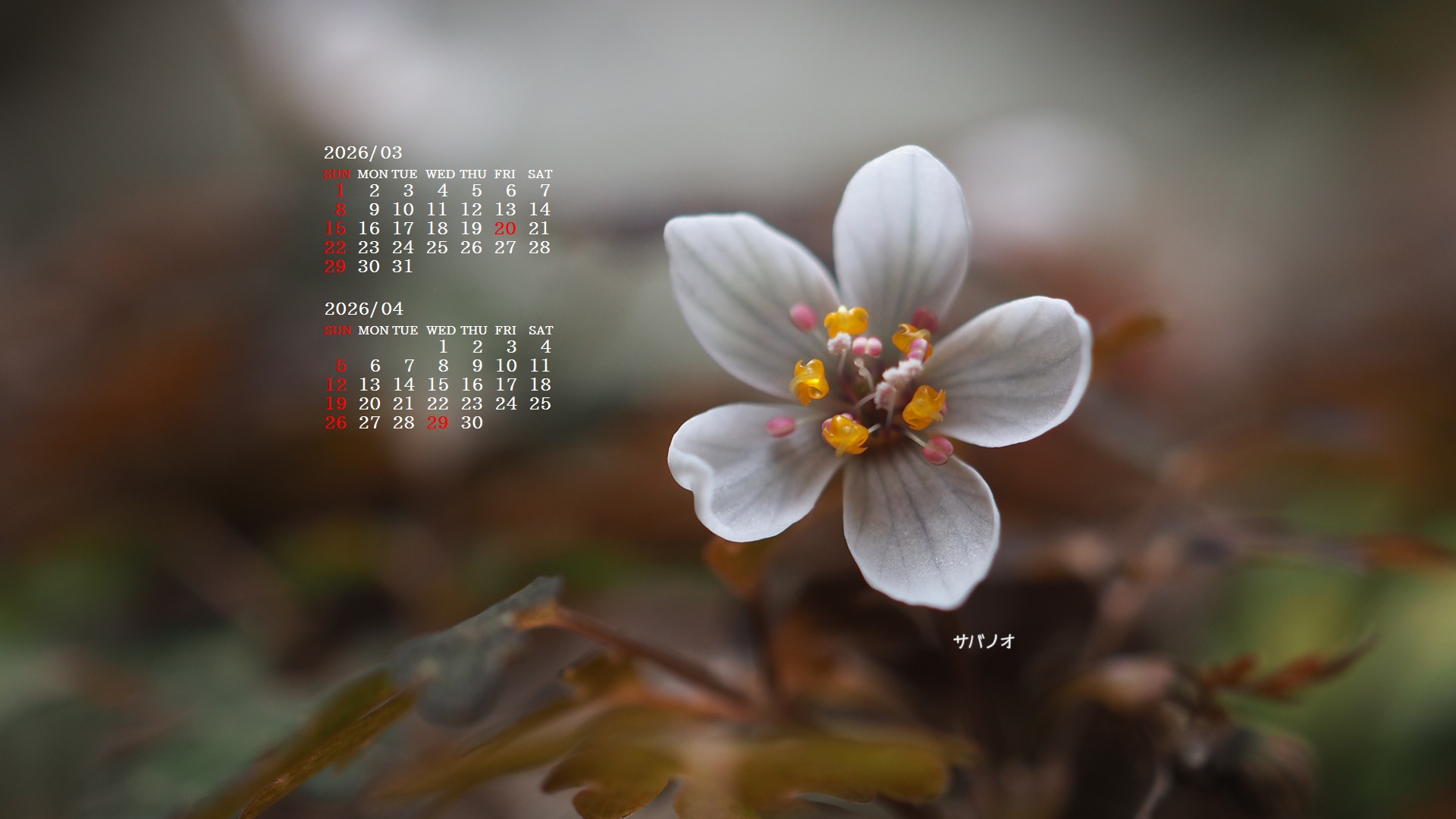 �摜�̏�ŉE�N���b�N���āu�ǎ��ɐݒ�v�A���j���[�ɂȂ��ꍇ�͂�������摜��ۑ����ĉ������B