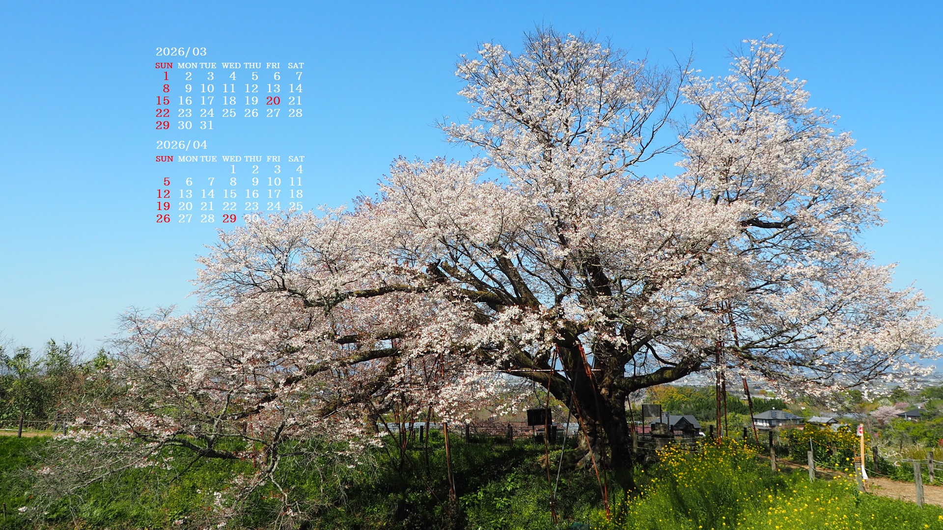 �摜�̏�ŉE�N���b�N���āu�ǎ��ɐݒ�v�A���j���[�ɂȂ��ꍇ�͂�������摜��ۑ����ĉ������B