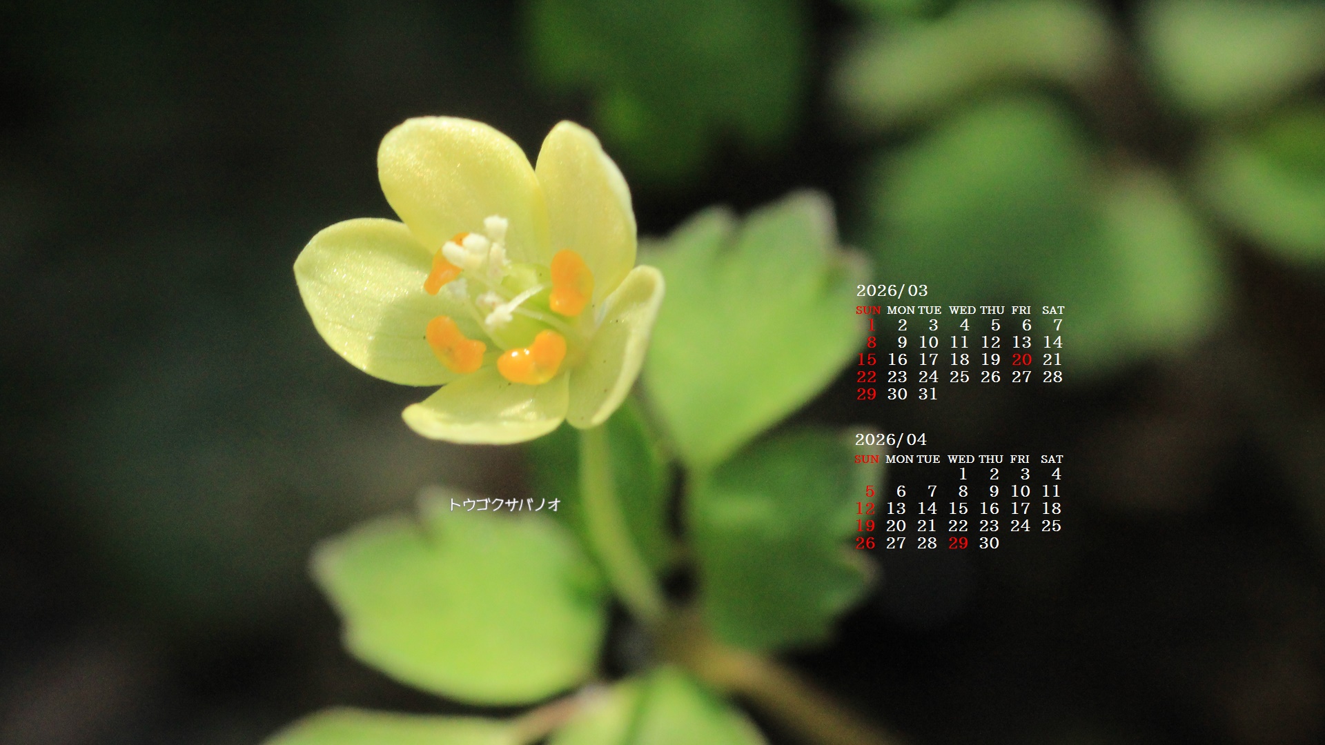 �摜�̏�ŉE�N���b�N���āu�ǎ��ɐݒ�v�A���j���[�ɂȂ��ꍇ�͂�������摜��ۑ����ĉ������B