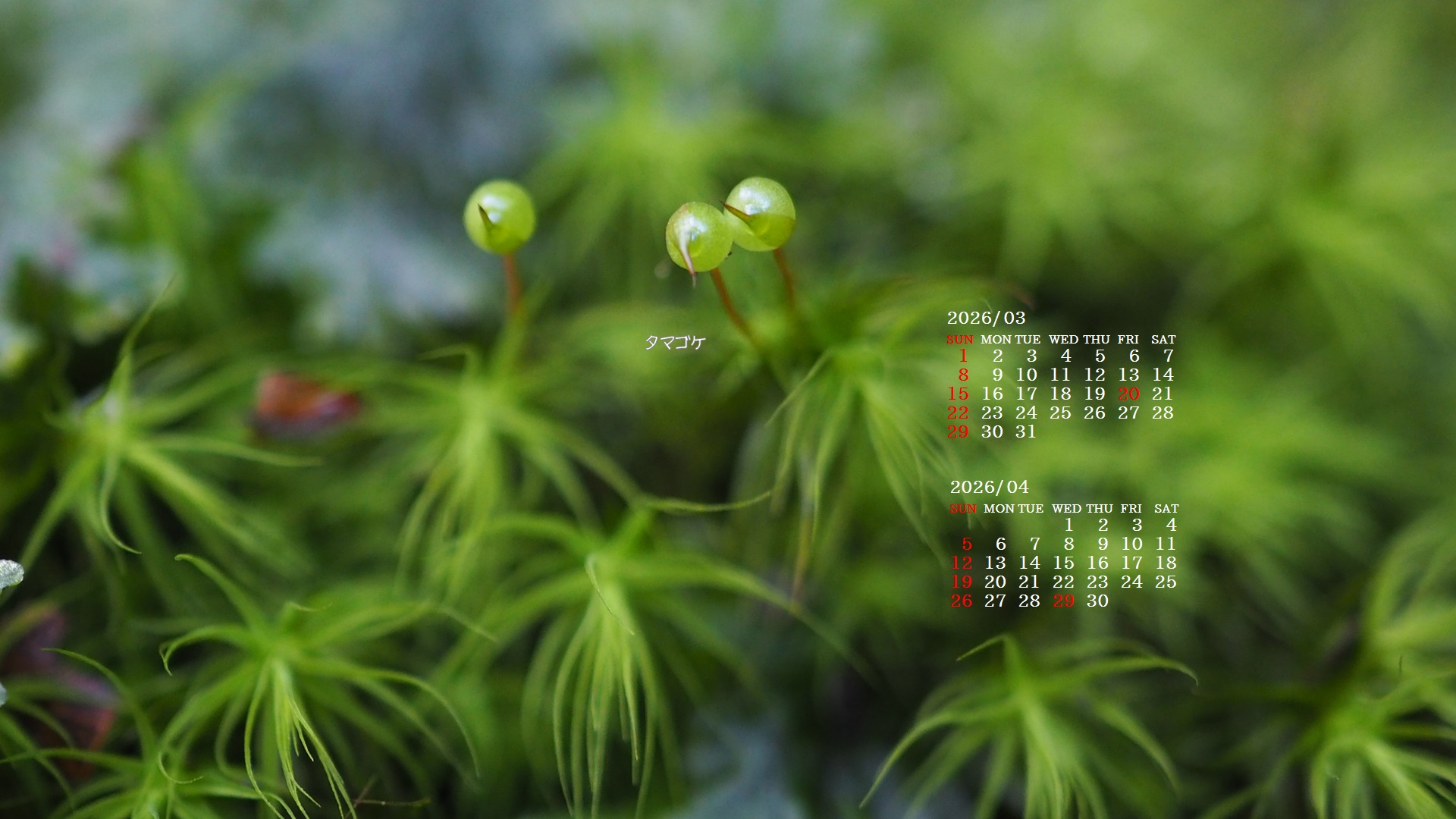 �摜�̏�ŉE�N���b�N���āu�ǎ��ɐݒ�v�A���j���[�ɂȂ��ꍇ�͂�������摜��ۑ����ĉ������B