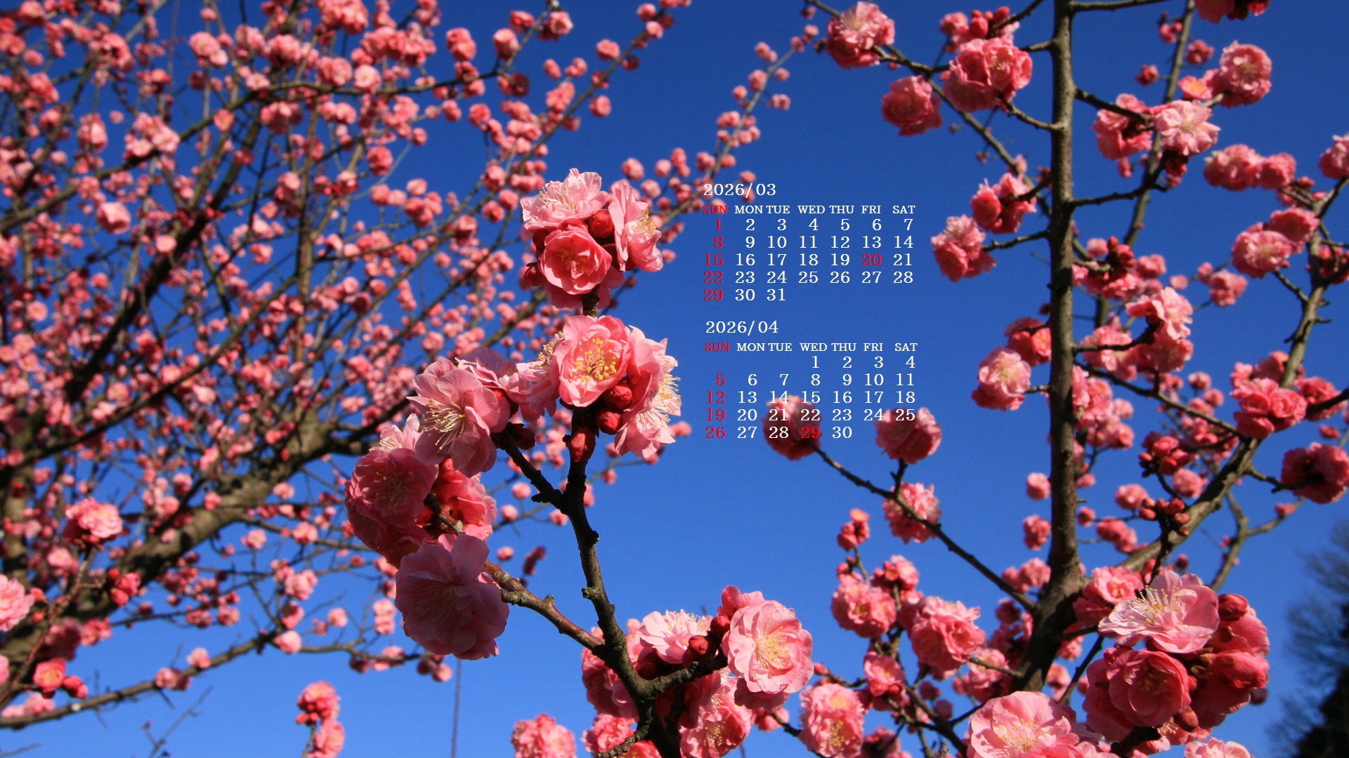 �摜�̏�ŉE�N���b�N���āu�ǎ��ɐݒ�v�A���j���[�ɂȂ��ꍇ�͂�������摜��ۑ����ĉ������B