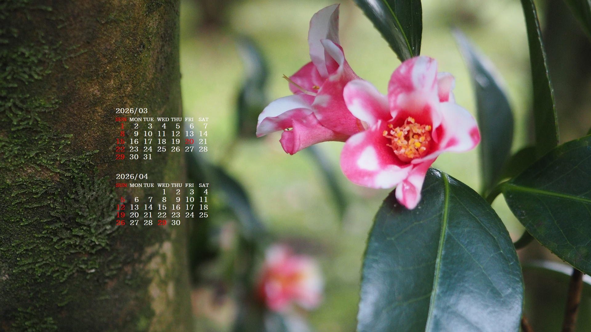 �摜�̏�ŉE�N���b�N���āu�ǎ��ɐݒ�v�A���j���[�ɂȂ��ꍇ�͂�������摜��ۑ����ĉ������B