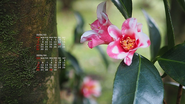 2026�N03�������J�����_�[�ǎ�022