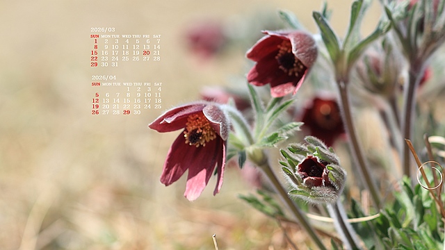 2026�N03�������J�����_�[�ǎ�023