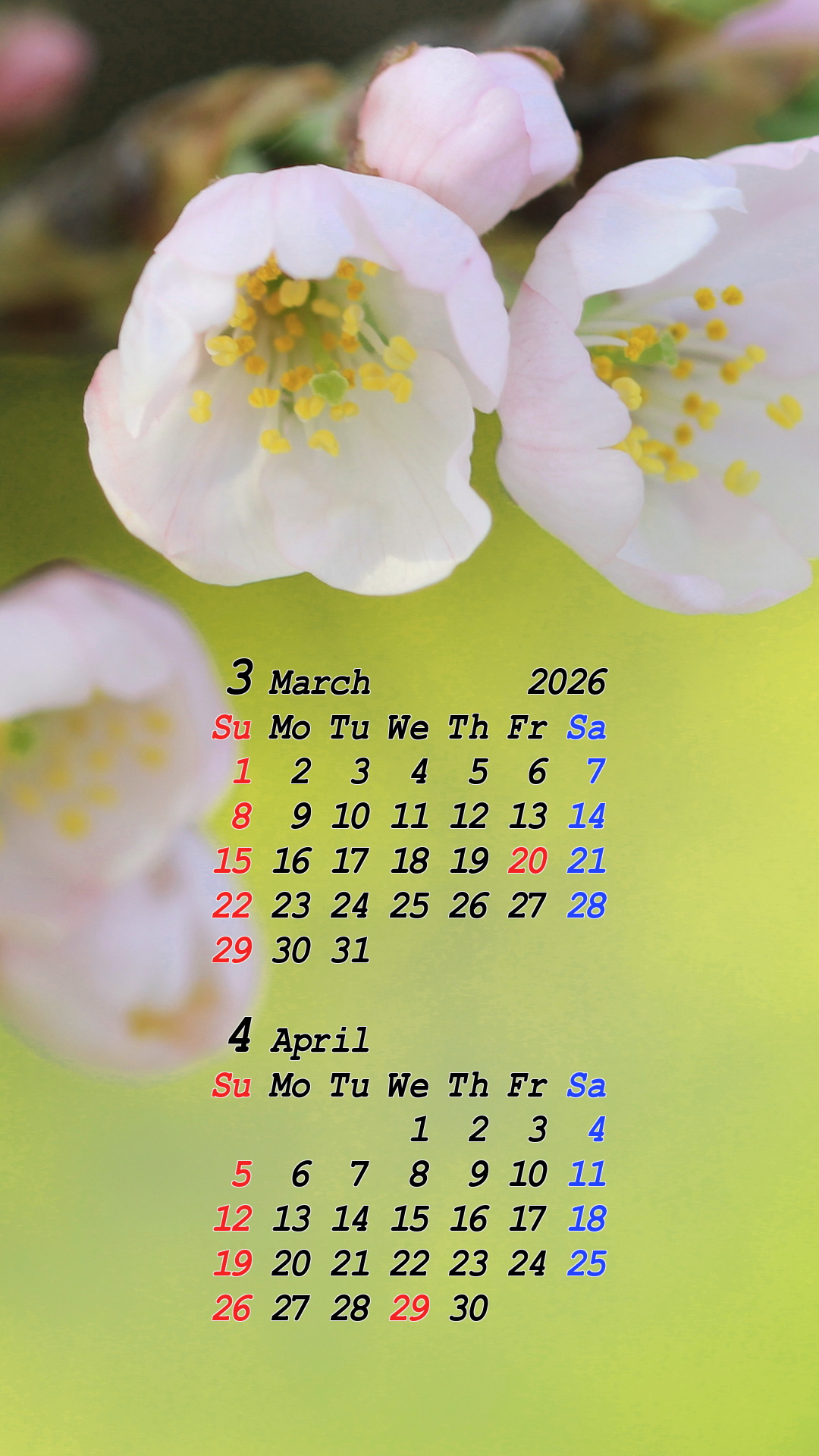 2026�N03���X�}�z�J�����_�[��01