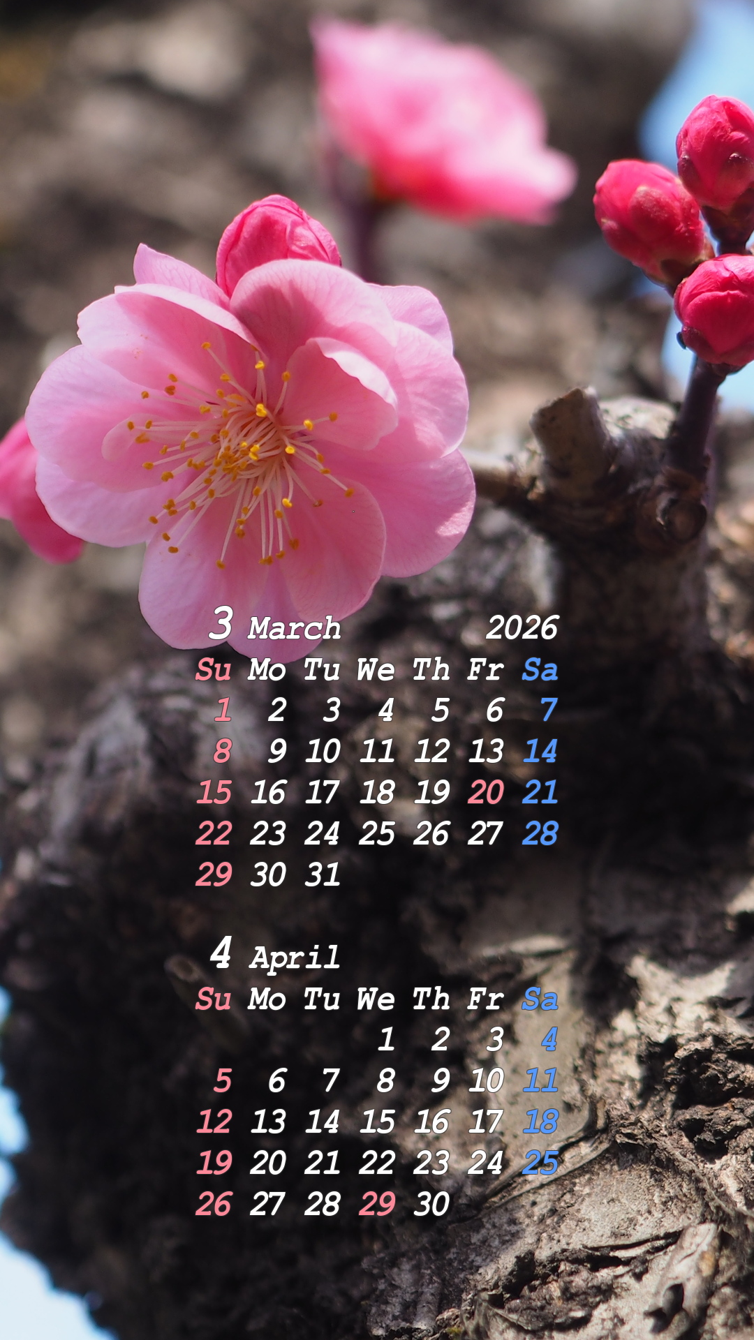 2026�N03���X�}�z�J�����_�[�ǎ�02