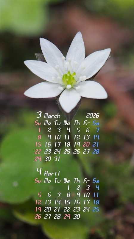 2026�N03���X�}�z�p�J�����_�[�ǎ�07