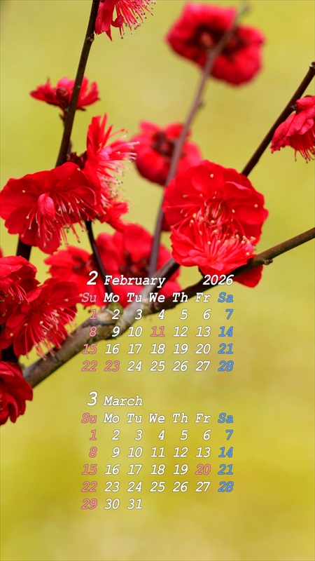 2026�N02���X�}�z�p�J�����_�[�ǎ�02