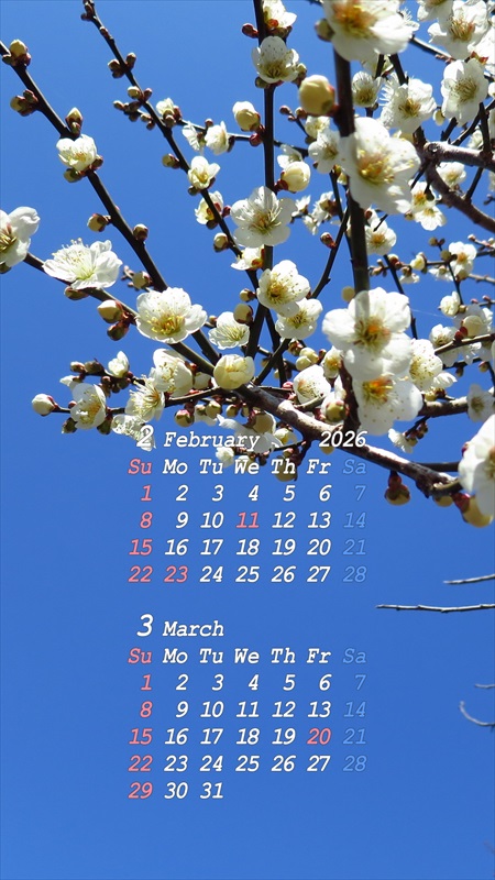 2026�N02���X�}�z�p�J�����_�[�ǎ�03